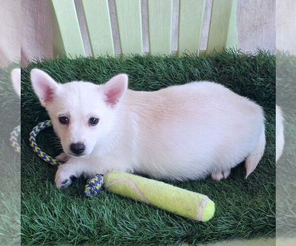 Medium Photo #5 Chiranian Puppy For Sale in Tustin, CA, USA