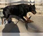 Small Photo #1 Doberman Pinscher Puppy For Sale in TAYLOR, MI, USA