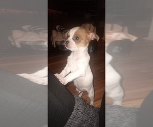 Chihuahua Puppy for sale in READING, PA, USA
