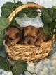 Small Photo #5 Yorkshire Terrier Puppy For Sale in KYLE, TX, USA