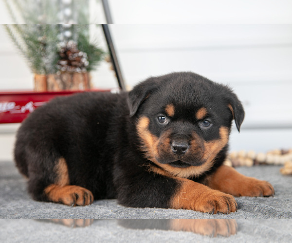 Medium Photo #3 Rottweiler Puppy For Sale in BRYANT, IN, USA