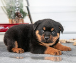 Small #2 Rottweiler