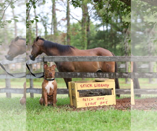 Medium Photo #14 Mutt Puppy For Sale in  Gainesville, FL, USA