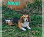 Small #6 Beagle Mix