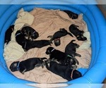 Small Photo #2 German Shepherd Dog Puppy For Sale in KANSAS CITY, MO, USA