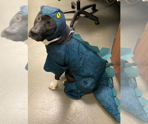 Medium Photo #7 Labrador Retriever Puppy For Sale in Glen Allen, VA, USA