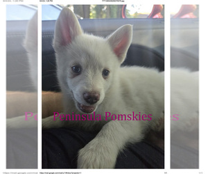 Pomsky Puppy for sale in SEQUIM, WA, USA