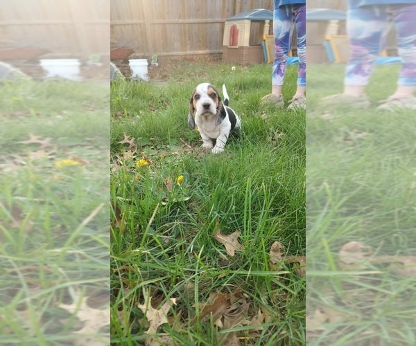 Medium Photo #2 Beagle Puppy For Sale in BOWLING GREEN, MO, USA
