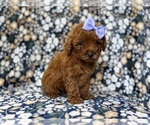 Small #8 Goldendoodle (Miniature)