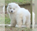 Small Photo #9 Samoyed Puppy For Sale in BAXTER, TN, USA