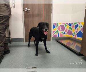 Labrador Retriever Dogs for adoption in Baytown, TX, USA