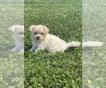 Image preview for Ad Listing. Nickname: Haley havanese