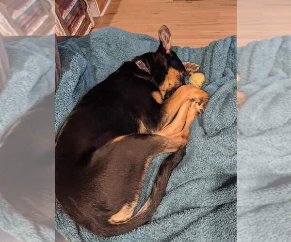 Medium Photo #6 German Shepherd Dog-Unknown Mix Puppy For Sale in La Grange , NC, USA