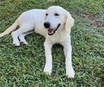 Small Photo #1 English Cream Golden Retriever Puppy For Sale in FRANKLINTON, NC, USA