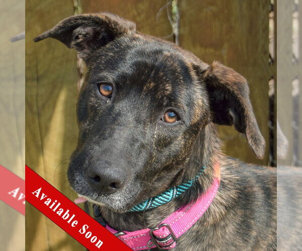 Medium Photo #1 Holland Shepherd-Unknown Mix Puppy For Sale in Huntley, IL, USA