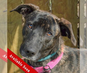 Holland Shepherd-Unknown Mix Dogs for adoption in Huntley, IL, USA