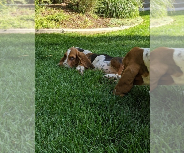 Medium Photo #12 Basset Hound Puppy For Sale in ALPINE, UT, USA