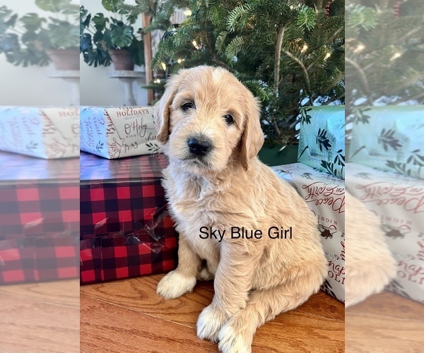Medium Photo #3 Goldendoodle Puppy For Sale in ANTWERP, NY, USA