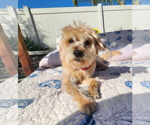 Cowboy - Male Mutt Dog for Adoption - Photo #3