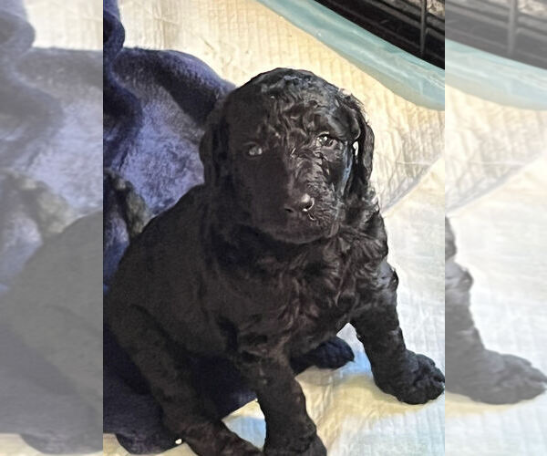 Medium Photo #5 Bordoodle Puppy For Sale in JAX, FL, USA