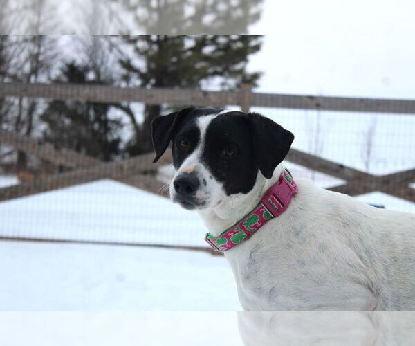 Medium Photo #1 Pointer-Unknown Mix Puppy For Sale in Chestertown, MD, USA