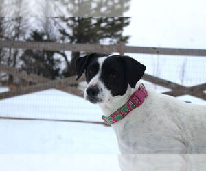 Pointer-Unknown Mix Dogs for adoption in Chestertown, MD, USA
