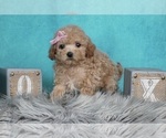 Small Photo #5 Maltipoo Puppy For Sale in WARSAW, IN, USA