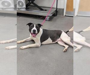American Bulldog-Labrador Retriever Mix Dogs for adoption in Forestville, MD, USA