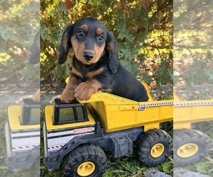 Dachshund Puppy for sale in MIDDLEBURY, IN, USA
