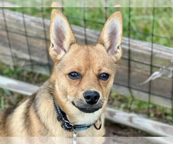 Medium Photo #4 Pineranian Puppy For Sale in Cookeville, TN, USA