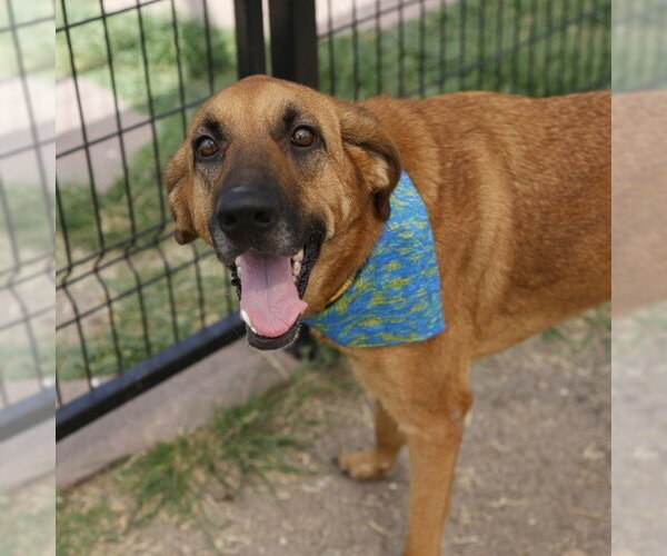 Medium Photo #1 Black Mouth Cur Puppy For Sale in San Antonio, TX, USA