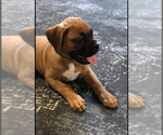 Small #7 Boxer