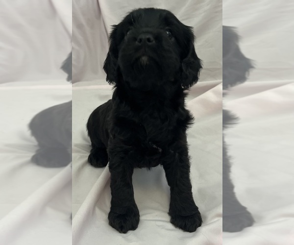 Medium Photo #5 Cavapoo Puppy For Sale in PENSACOLA, FL, USA