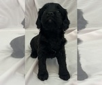 Small Photo #5 Cavapoo Puppy For Sale in PENSACOLA, FL, USA