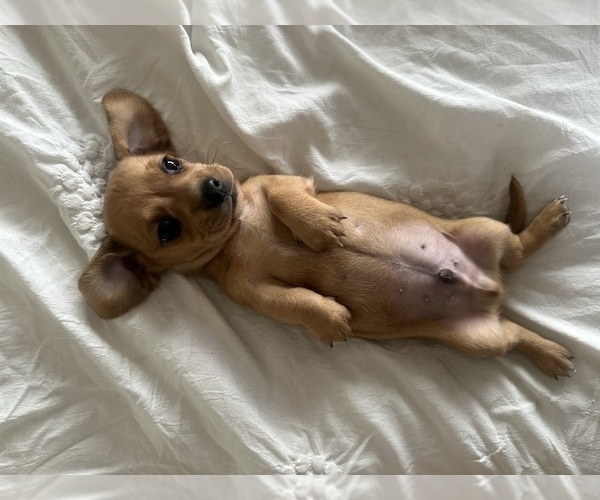 Medium Photo #3 Dachshund Puppy For Sale in SAN DIEGO, CA, USA