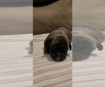 Small Photo #3 America Bandogge Mastiff-American Bandogge Mix Puppy For Sale in JOLIET, IL, USA