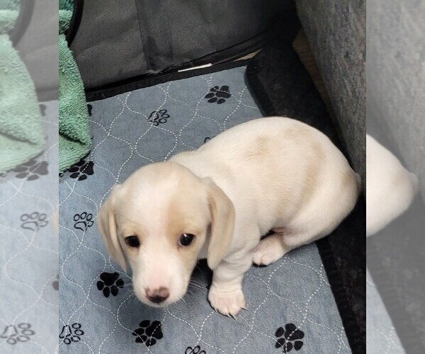 Medium Photo #10 Dachshund Puppy For Sale in SALISBURY, NC, USA