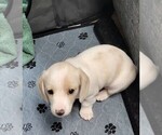 Small #9 Dachshund