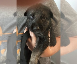 German Shepherd Dog Puppy for sale in MC KEE, KY, USA