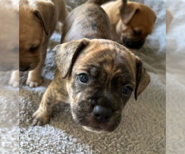 Medium Photo #2 French Bulldog-Unknown Mix Puppy For Sale in Lake Forest, CA, USA