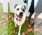 Small #2 Boxer Mix