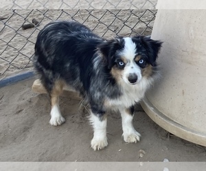 Mother of the Miniature Australian Shepherd puppies born on 04/26/2023