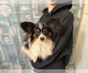 Mother of the Papillon puppies born on 06/28/2026