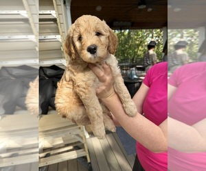 Medium Goldendoodle