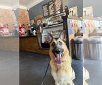 Small #1 German Shepherd Dog