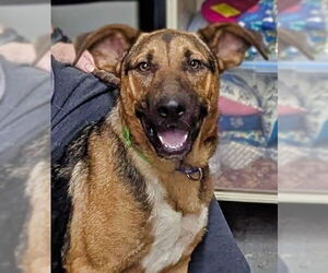 German Shepherd Dog-Unknown Mix Dogs for adoption in Minneapolis, MN, USA
