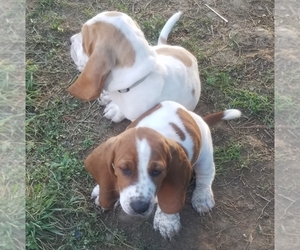 Basset Hound Puppy for sale in FRIENDSVILLE, TN, USA