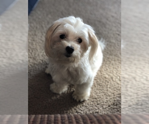 Medium Photo #1 Coton de Tulear Puppy For Sale in DALLAS, TX, USA