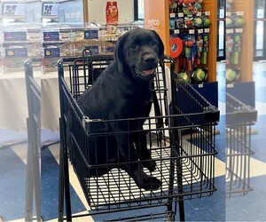 Labrador Retriever Puppy for sale in EDEN PRAIRIE, MN, USA