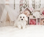 Small Photo #9 Bichon Frise Puppy For Sale in WARSAW, IN, USA